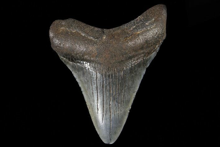 Fossil Megalodon Tooth - Georgia #74188